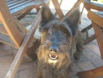 Ally - Scottish Terrier Femelle (6 ans)