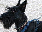 Clifford - Scottish Terrier Mâle (5 ans)