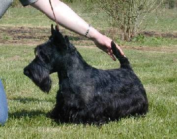 SCOTTISH TERRIER DD PASSE PARTOUT DE GLENDERRY - Scottish Terrier Mâle