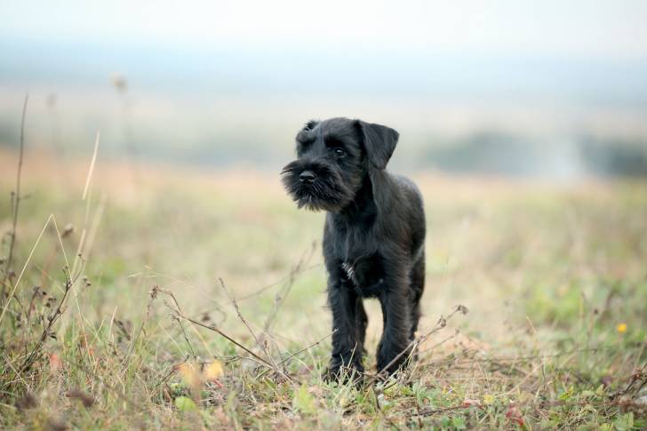 Photo Scottish Terrier