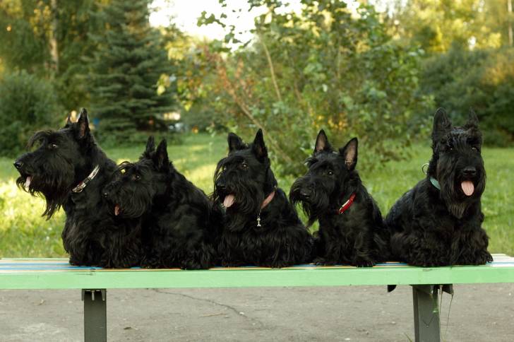 Photo Scottish Terrier