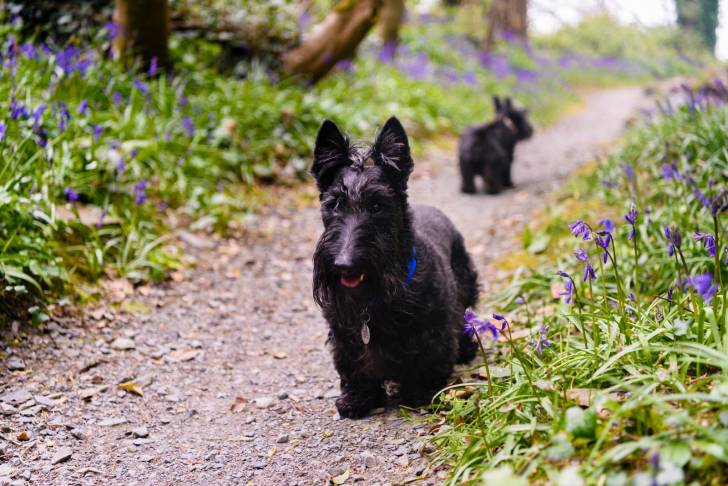 Photo Scottish Terrier