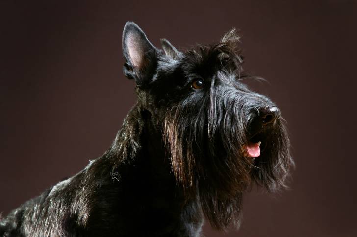 Photo Scottish Terrier