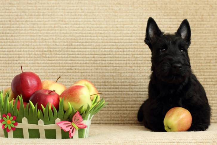 Photo Scottish Terrier