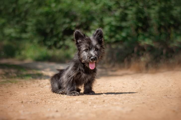 Photo Scottish Terrier