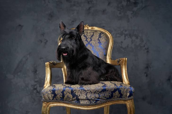 Photo Scottish Terrier