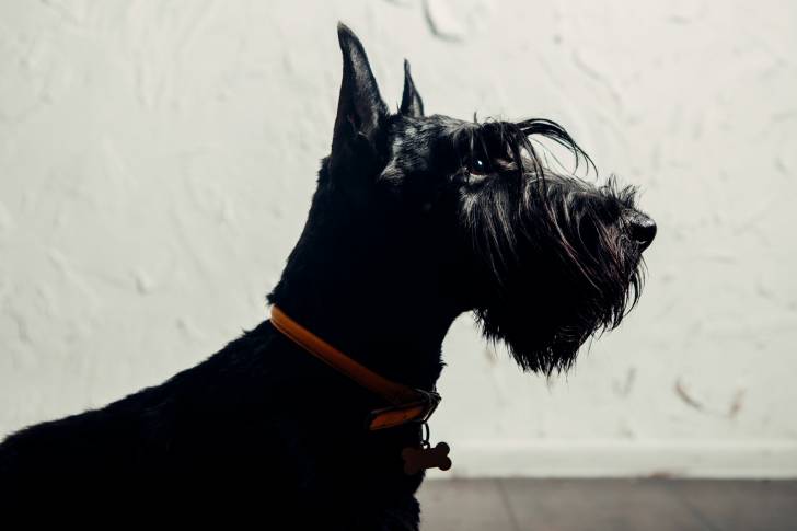 Photo Scottish Terrier