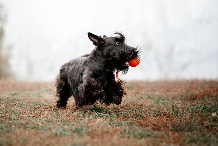 Photo Scottish Terrier