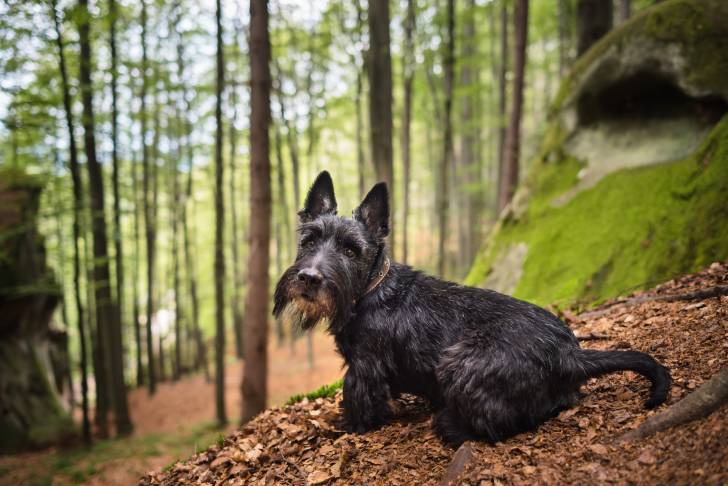 Photo Scottish Terrier