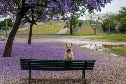Un Scottish Terrier dans un parc à Buenos Aires (Argentine)