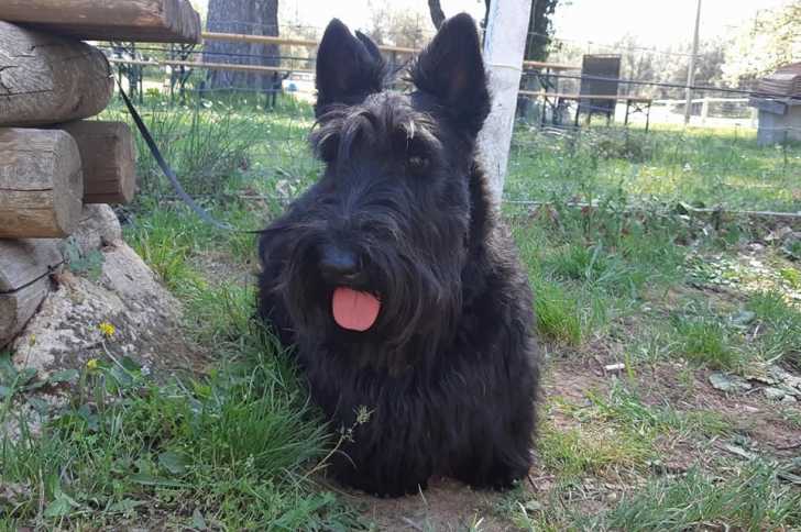 Un Scottish Terrier tirant la langue et qui est tenu en laisse 