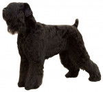 Photo Terrier Noir Russe