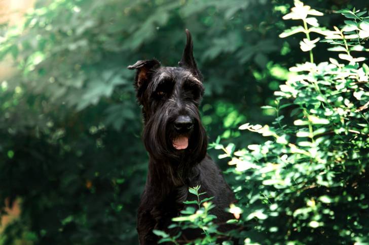 Photo Terrier Noir Russe