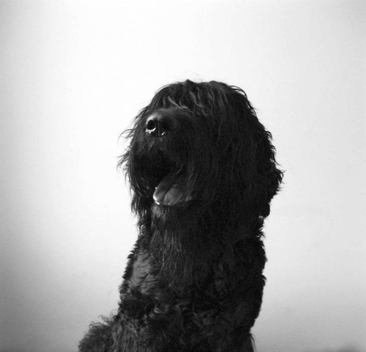 Leonidas - Terrier Noir Russe Mâle (7 ans)