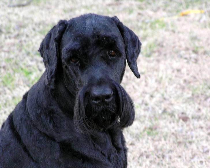 Photo Terrier Noir Russe