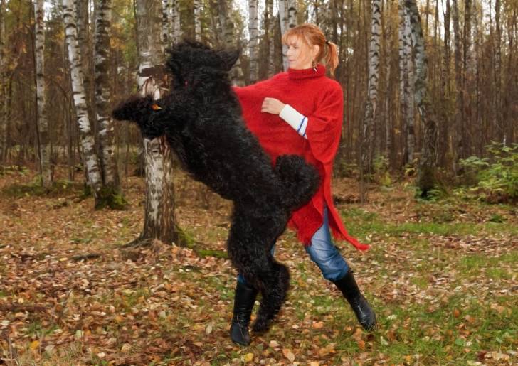 Photo Terrier Noir Russe