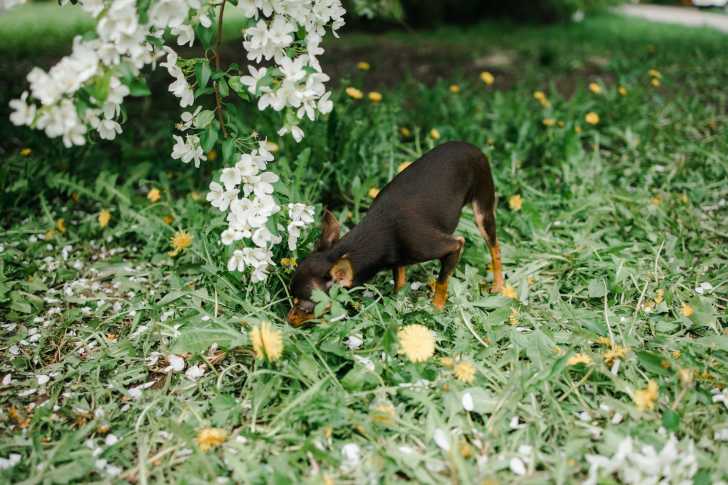 Photo Terrier d'Agrément Anglais Noir et Feu