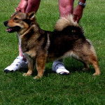 Photo Vallhund Suédois
