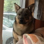 Photo Vallhund Suédois