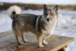 Photo Vallhund Suédois