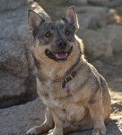 Photo Vallhund Suédois