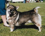 Photo Vallhund Suédois