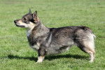 Photo Vallhund Suédois