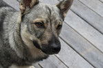 Photo Vallhund Suédois