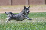 Photo Vallhund Suédois
