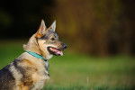 Photo Vallhund Suédois