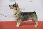 Photo Vallhund Suédois