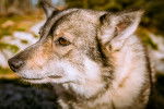 Photo Vallhund Suédois