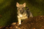 Photo Vallhund Suédois