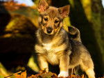 Photo Vallhund Suédois