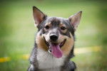 Photo Vallhund Suédois