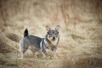 Photo Vallhund Suédois