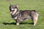 Photo Vallhund Suédois