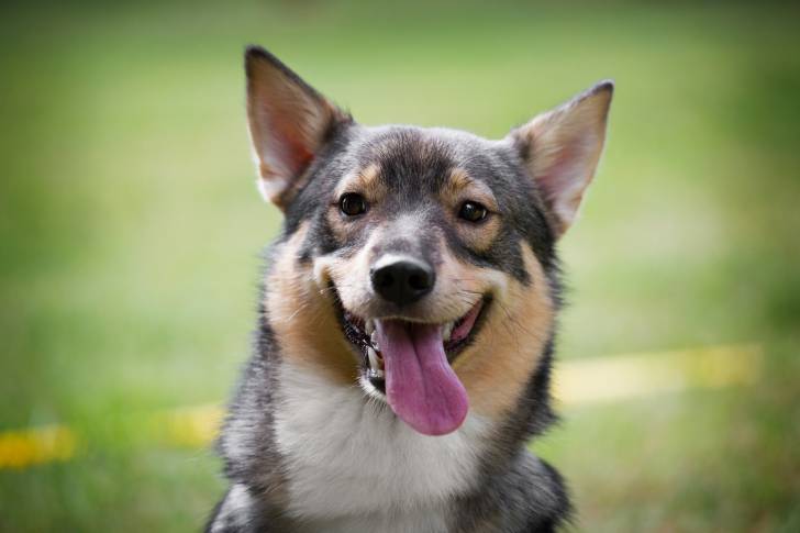 Photo Vallhund Suédois