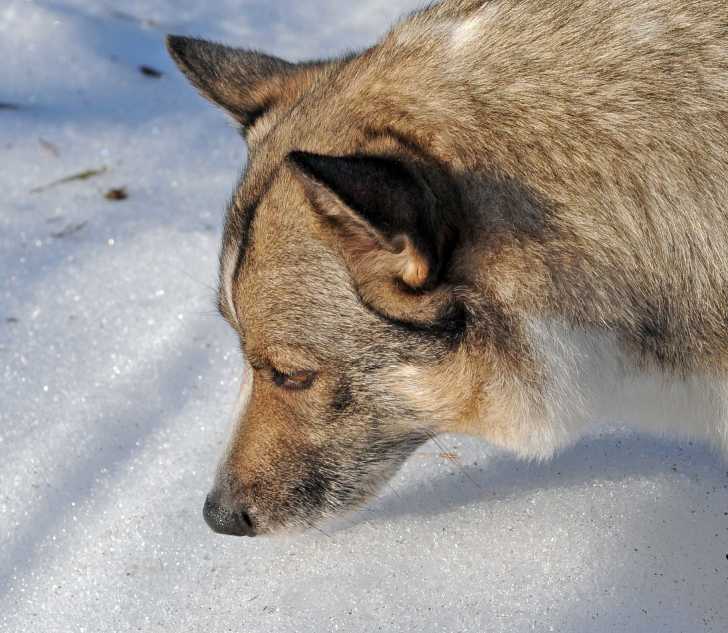 Le Spitz des Wisigoths