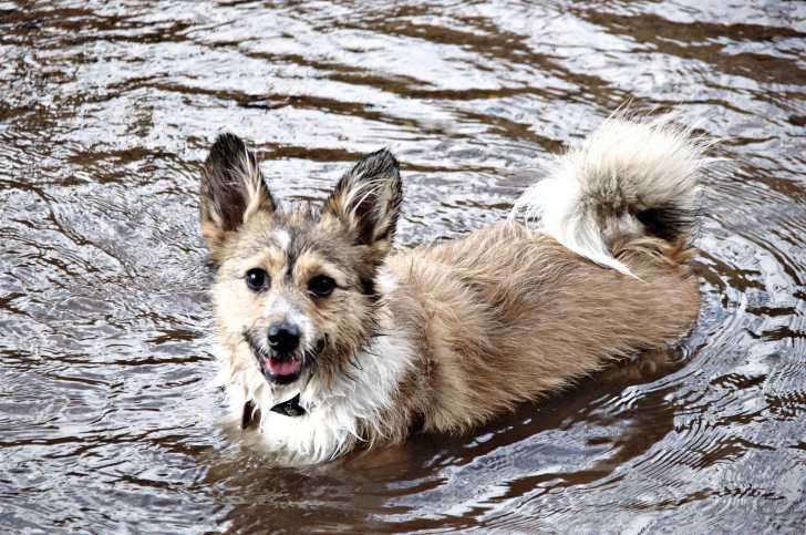 Photo Vallhund Suédois