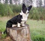 Dipstick - Welsh Corgi Cardigan Mâle (4 ans)