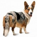 pippy - Welsh Corgi Cardigan (3 ans)