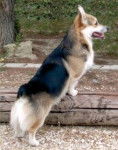 Welsh Corgi - Welsh Corgi Cardigan