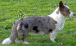welsh corgi cardigan, Sissy - Welsh Corgi Cardigan