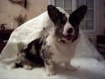 welsh corgi cardigan/verone'blue lover(dit rom&eacute;o) - Welsh Corgi Cardigan