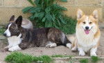 Welsh Corgi - Welsh Corgi Cardigan