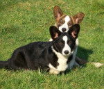 Welsh Corgi Cardigan Lea et Praline - Welsh Corgi Cardigan