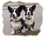 Welsh corgi cardigan Angie jolie des Ptimour - Welsh Corgi Cardigan