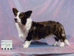 Welsh corgi cardigan - Welsh Corgi Cardigan