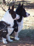 Welsh corgi cardigan - Les Ptimour - Welsh Corgi Cardigan